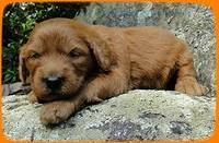 KT pups 3 wks old 19Image00025