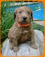 KT pups 4 wks old 12