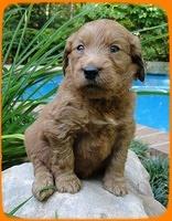 KT pups 4 wks old 13
