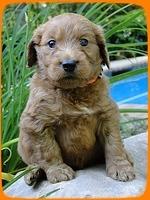 KT pups 4 wks old 14