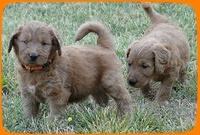 KT pups 5 wks old 42 (2)