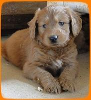 KT pups 5 wks old 51 (2)