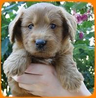 KT pups 5 wks old 7