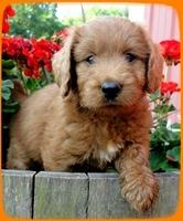 KT pups 6 wks old 11