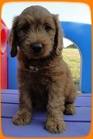 KT pups 7 wks old 40