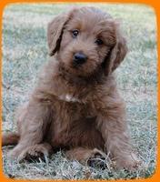 KT pups 7 wks old 55
