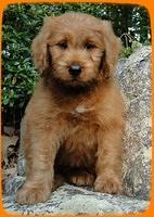 KT pups 8 wks old 4