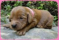 KT pups 2 wks old 33