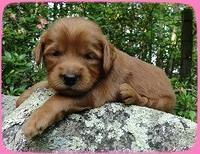 KT pups 3 wks old Image00001