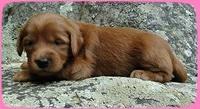 KT pups 3 wks old Image00003