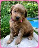 KT pups 4 wks old 1