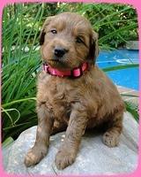 KT pups 4 wks old 2