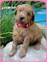 KT pups 4 wks old 3