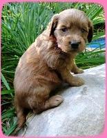 KT pups 4 wks old 4