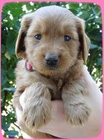 KT pups 5 wks old 35