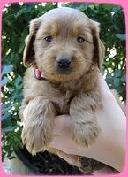 KT pups 5 wks old 36