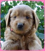 KT pups 5 wks old 37