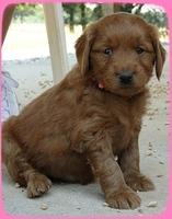 KT pups 5 wks old 40
