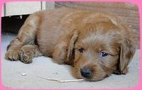 KT pups 5 wks old 52
