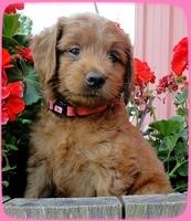 KT pups 6 wks old 2