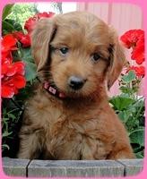 KT pups 6 wks old 3