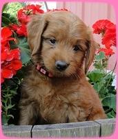 KT pups 6 wks old 4