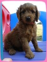 KT pups 7 wks old 32