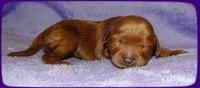 KT pups 1 wk old 14