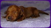 KT pups 1 wk old 15