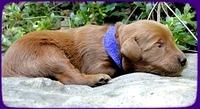 KT pups 2 wks old 17