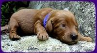 KT pups 2 wks old 18