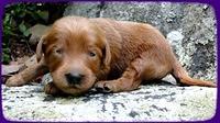 KT pups 2 wks old 19