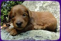 KT pups 3 wks old Image00035