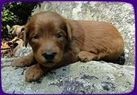 KT pups 3 wks old Image00036
