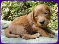 KT pups 3 wks old Image00039