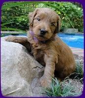 KT pups 4 wks old 17