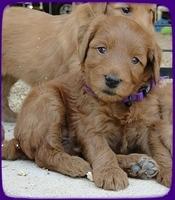 KT pups 5 wks old 18