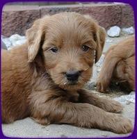 KT pups 5 wks old 45