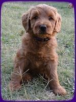 KT pups 7 wks old 42