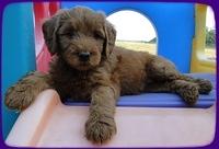 KT pups 7 wks old 6