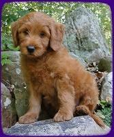 KT pups 8 wks old 36