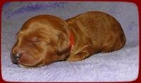 KT pups 1 wk old 19