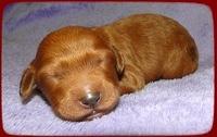 KT pups 1 wk old 21