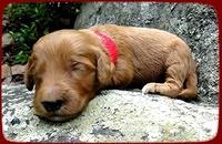 KT pups 2 wks old 11