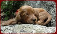 KT pups 2 wks old 12