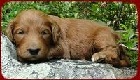 KT pups 3 wks old mage00067