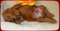 KT pups 3 wks old red