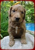 KT pups 4 wks old 26