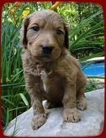 KT pups 4 wks old 27