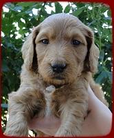 KT pups 5 wks old 31